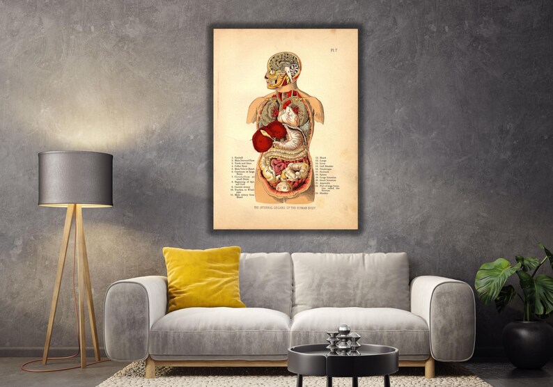 Internal Organs of the Human Body Poster Print Art Canvas,organs Poster ...