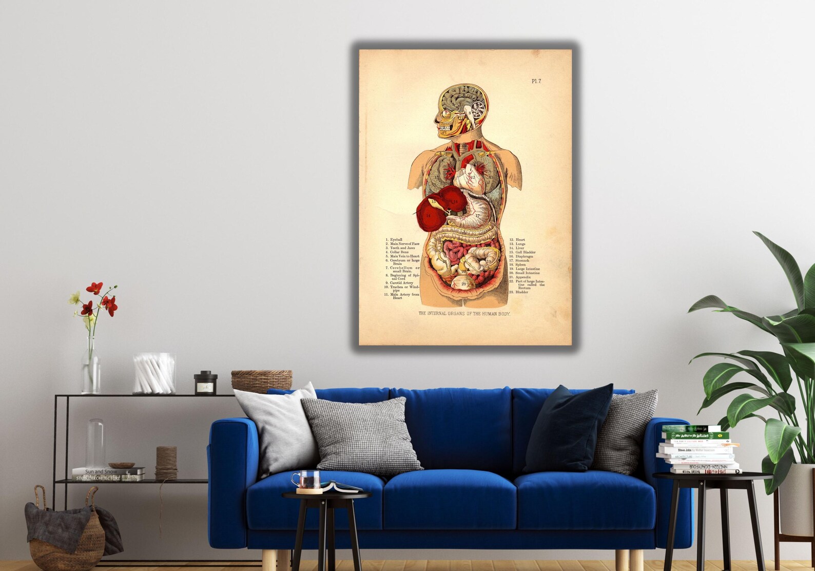 Internal Organs of the Human Body Poster Print Art Canvas,organs Poster ...