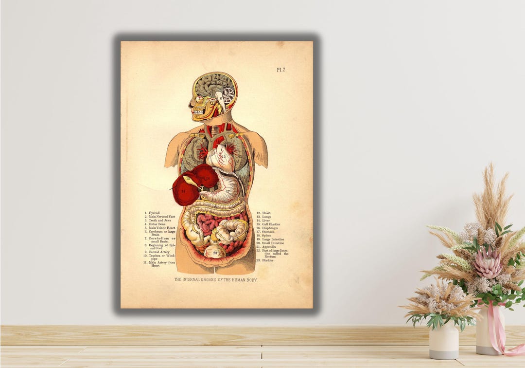Internal Organs of the Human Body Poster Print Art Canvas,organs Poster ...