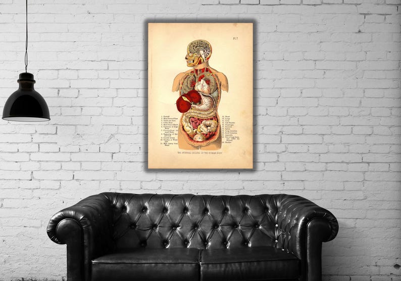 Internal Organs of the Human Body Poster Print Art Canvas,organs Poster ...