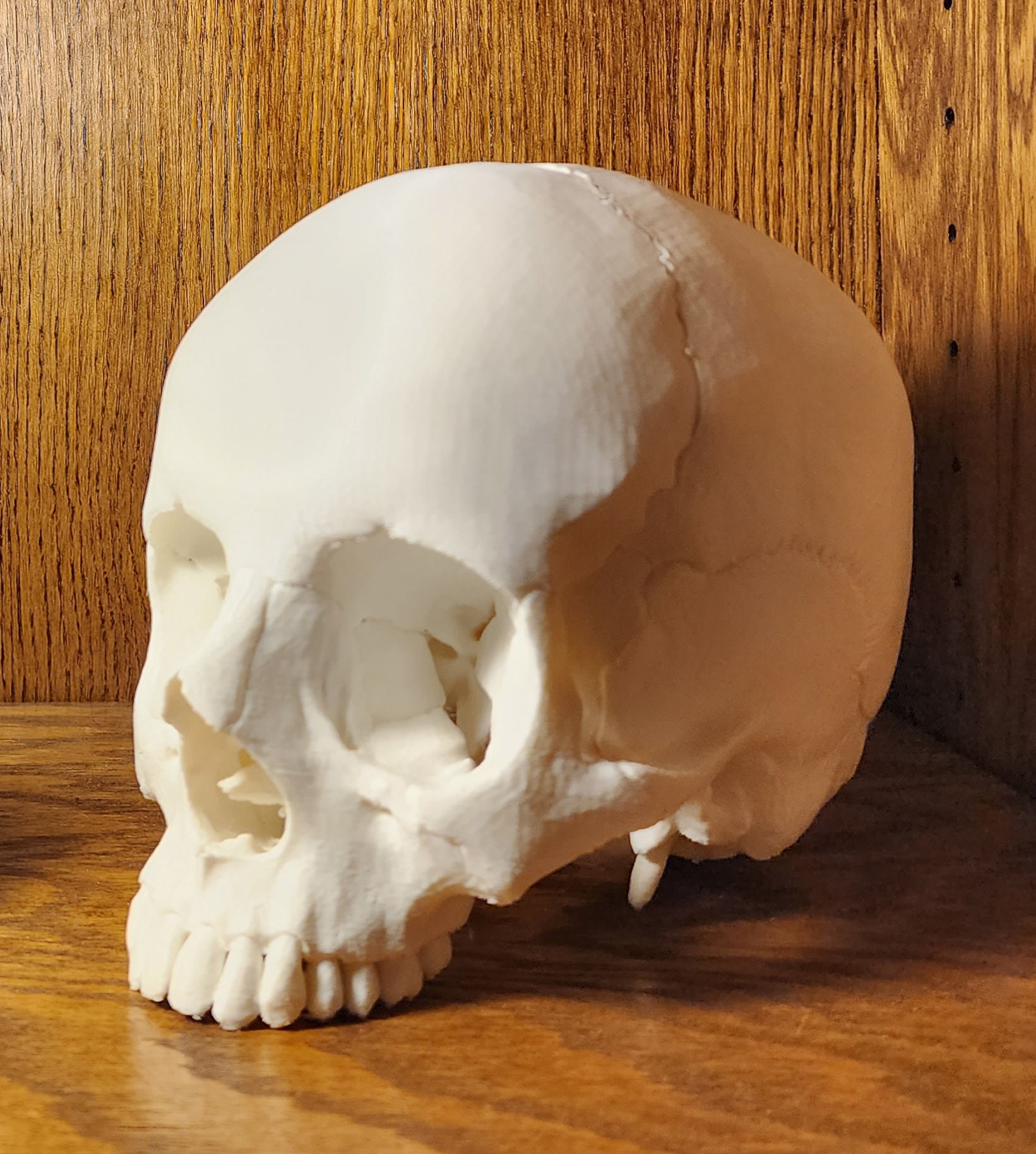 Human Skull Replica -  Canada