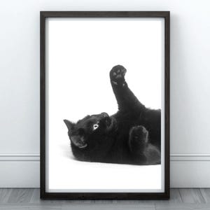 May include: A black cat with white paws is lying on its back with one paw raised in the air. The cat is looking up at the camera. The background is white.