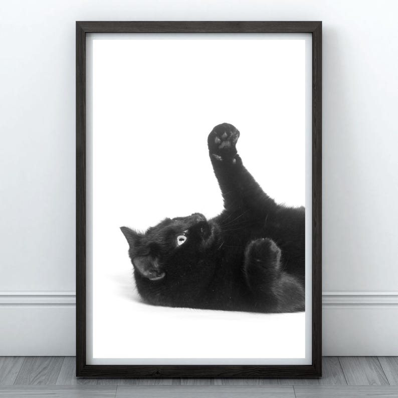 May include: A black cat with white paws is lying on its back with one paw raised in the air. The cat is looking up at the camera. The background is white.