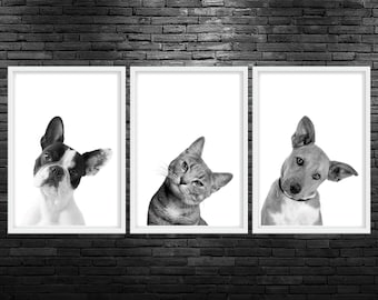 May include: Three black and white framed prints of a dog, cat, and dog looking at the camera. The dog on the left is a French Bulldog, the cat in the middle is a tabby, and the dog on the right is a brown and white mixed breed.