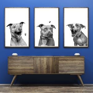 Dogs Catching Treats Printable Wall Art Dog Treats Poster Dog Veterinary Clinic Decor Dog Veterinarian Office Wall Art Funny Dog Vet Artwork