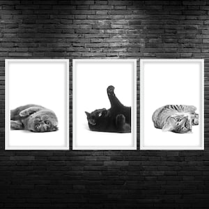 May include: Three framed black and white photographs of cats. The first photo shows a gray cat lying on its back with its paws in the air. The second photo shows a black cat lying on its back with its paws in the air. The third photo shows a tabby cat lying on its back with its paws in the air.
