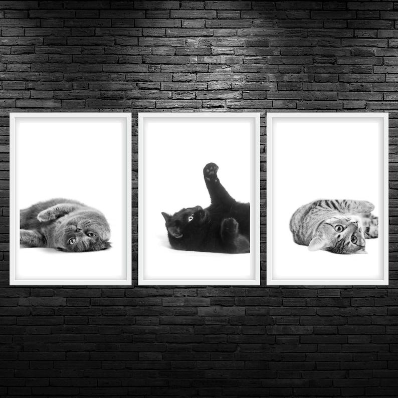 May include: Three framed black and white photographs of cats. The first photo shows a gray cat lying on its back with its paws in the air. The second photo shows a black cat lying on its back with its paws in the air. The third photo shows a tabby cat lying on its back with its paws in the air.