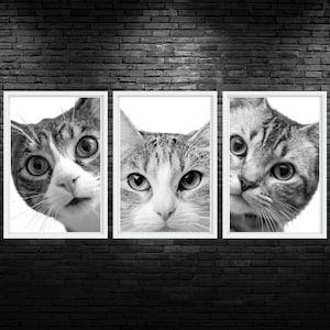 Cat Portraits Trio Printable Wall Art Cat Veterinary Clinic Wall Art Cat Vet Hospital Decor Cat Veterinarian Office Wall Art Vet Med Art