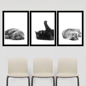 May include: Three black and white framed photographs of cats in different poses. The photos are hanging on a white wall above three beige chairs.