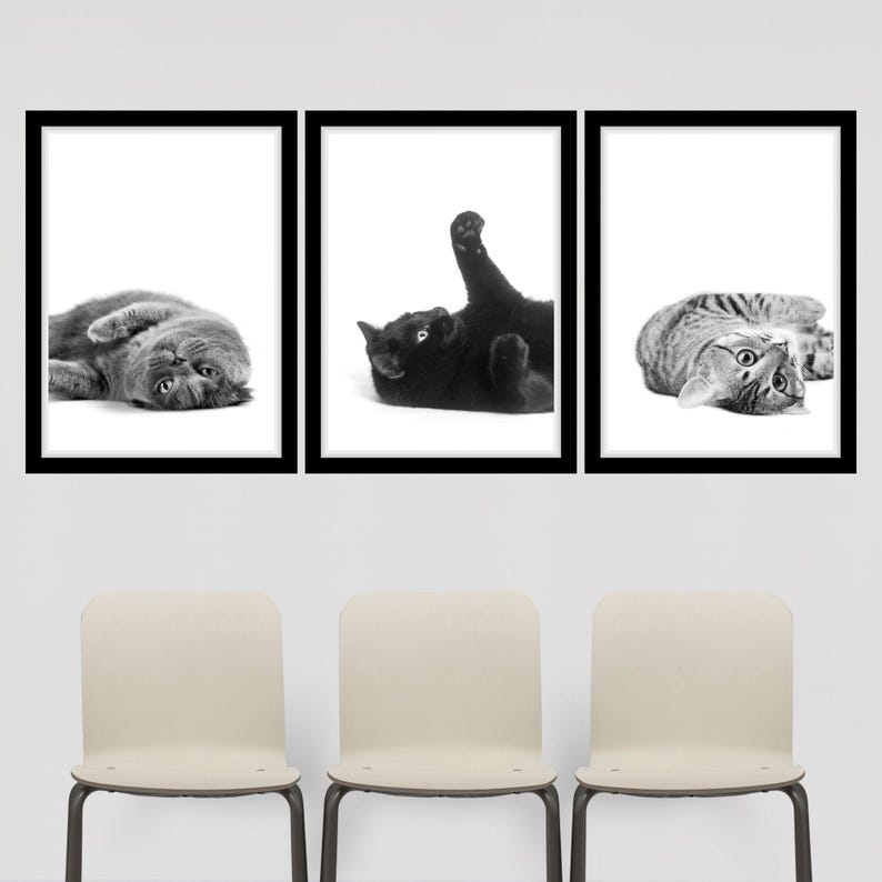 May include: Three black and white framed photographs of cats in different poses. The photos are hanging on a white wall above three beige chairs.