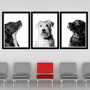 Dog Gaze Trio Printable Wall Art Dog Vet Practice Wall Art Dog Veterinary Clinic Wall Art Dog Veterinarian Office Decor Vet Med Art Digital