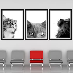 Cat Portrait Printable Wall Art Vet Office Wall Art Cat Clinic Wall Art Veterinary Office Wall Art Vet Clinic Wall Decor Pet Clinic Wall Art