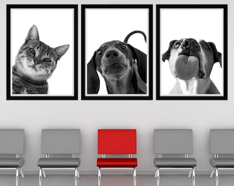 May include: Three black and white framed pictures of a cat, a dachshund, and a dog with its tongue sticking out, hanging on a white wall above three gray chairs and one red chair.