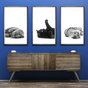 May include: Three black and white photographs of cats in different poses, framed and hung on a blue wall above a wooden cabinet.