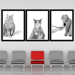 Könnte beinhalten: Drei schwarz gerahmte Bilder von Katzen, die von einem Tierarzt untersucht werden. Die Katzen sind ein Maine Coon, eine Tabby und eine kurzhaarige Katze. Die Bilder hängen an einer weißen Wand über einer Reihe von vier Stühlen, von denen einer rot ist.
