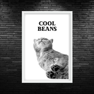 May include: A black and white photo of a cat looking up with the text "COOL BEANS" above it.