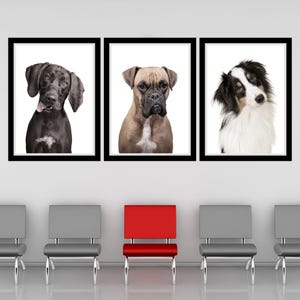 Dog Stare Color Trio Printable Wall Art Dog Portrait Veterinary Clinic Decor Dog Portrait Veterinarian Office Artwork Dog Veterinary Art