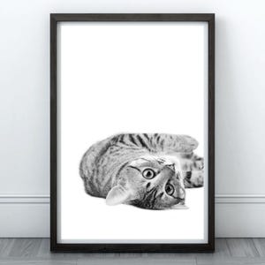 May include: A black and white photograph of a tabby cat lying on its back, looking up at the camera with its paws in the air.