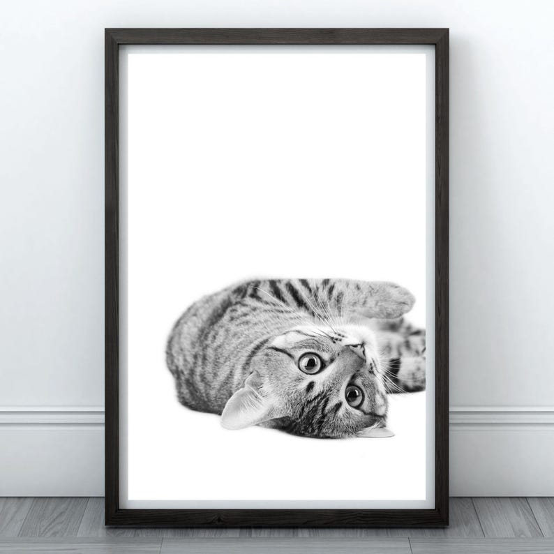May include: A black and white photograph of a tabby cat lying on its back, looking up at the camera with its paws in the air.