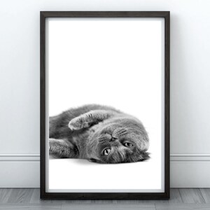 May include: A black and white photograph of a gray cat lying on its back with its paws in the air. The cat is looking up at the camera with its eyes open.