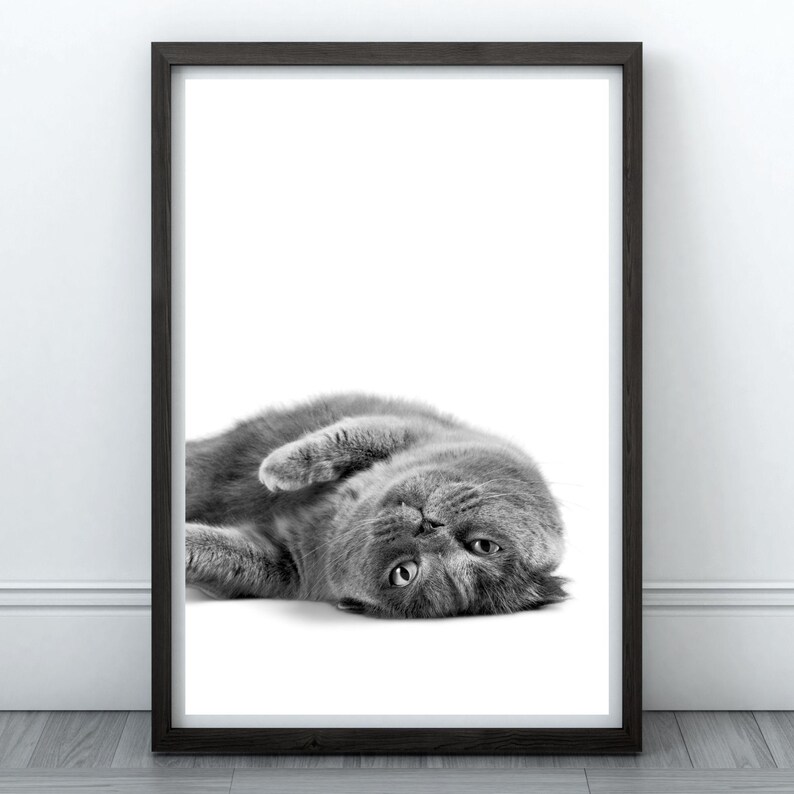 May include: A black and white photograph of a gray cat lying on its back with its paws in the air. The cat is looking up at the camera with its eyes open.
