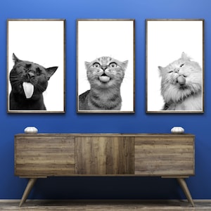 Könnte beinhalten: Drei gerahmte Schwarzweißfotos von Katzen, die die Zunge herausstrecken. Die Katzen schauen zur Kamera. Die Rahmen befinden sich auf einem Holzregal an einer blauen Wand.