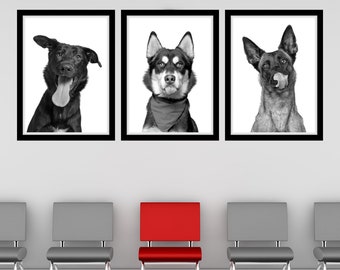 May include: Three black and white framed photographs of dogs hanging on a white wall above a row of chairs. The chairs are gray except for the middle chair, which is red.