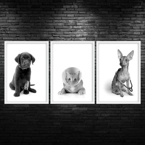 Pet Medical Printable Wall Art Dog And Cat Vet Med Art Pet Veterinary Wall Art Dog And Cat Veterinarian Office Decor Pet Medical Print Art
