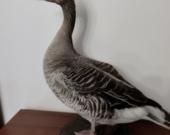 grote gans grijsland anser anser natuurlijke taxidermie