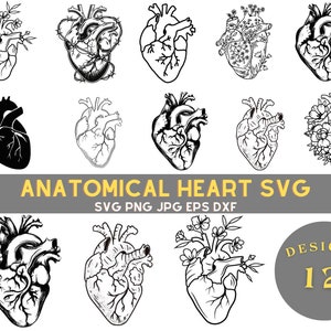 Herz SVG-Bundle, Anatomisches Herz SVG-Bundle, Blumen Herz SVG, Menschliches Herz SVG, Anatomie SVG, Herz SVG, Kardiologie SVG, Realistisches Herz SVG