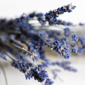 May include: A bunch of dried lavender flowers with purple blooms and green stems.