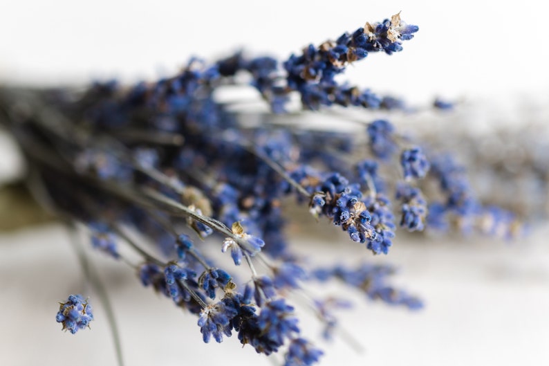 May include: A bunch of dried lavender flowers with purple blooms and green stems.