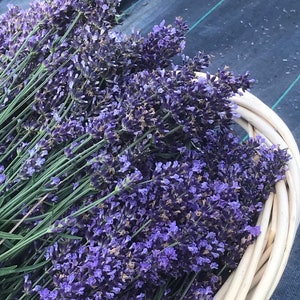May include: A wicker basket filled with bundles of lavender flowers. The lavender is a deep purple color and the stems are green.