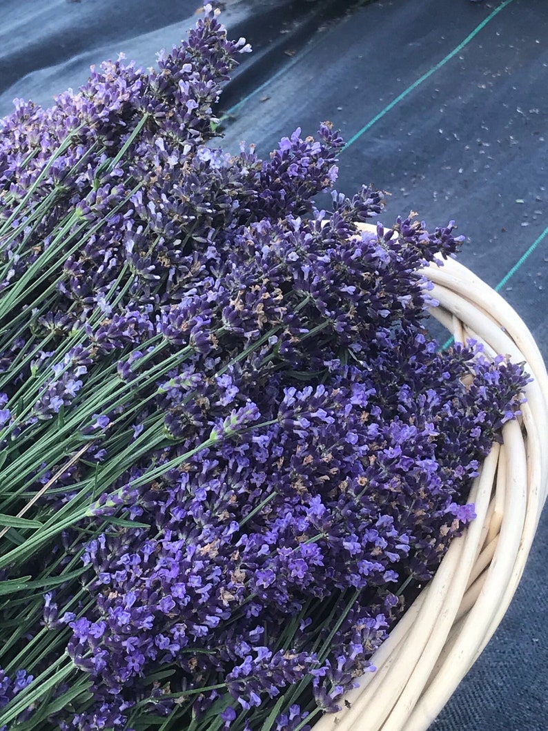 May include: A wicker basket filled with bundles of lavender flowers. The lavender is a deep purple color and the stems are green.