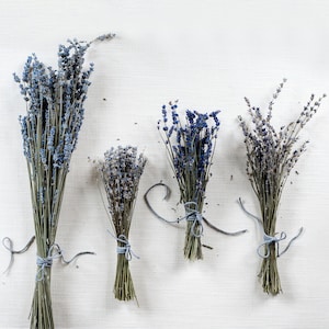 May include: Four bundles of dried lavender flowers tied with twine, arranged in a row on a white textured background.