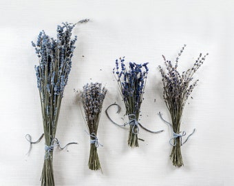 Lavender Bundle - 18”-20” height Silver Frost 2023 Harvest, farm fresh, 80+ stems for unique floral arrangements