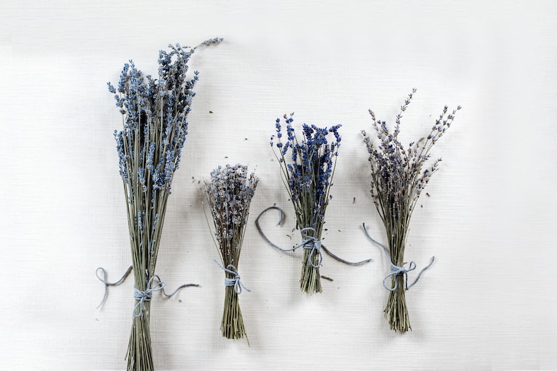 May include: Four bundles of dried lavender flowers tied with twine, arranged in a row on a white textured background.