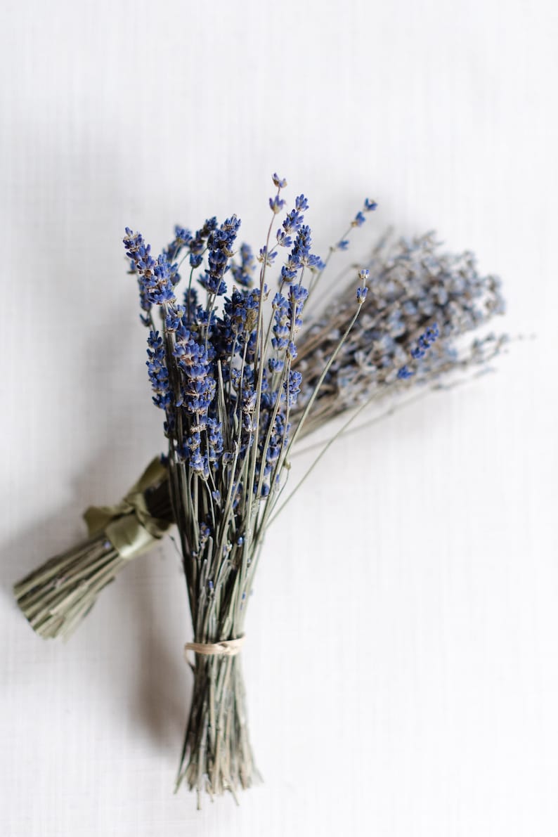May include: A bunch of dried lavender flowers tied together with a brown string. The lavender is a light purple color and the stems are a light brown color.