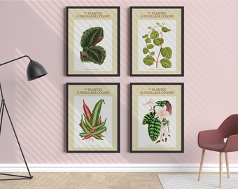 Botanical Art Print Set of 4 - flora art collection, vintage plant posters, nature set - Les plantes à feuillage coloré