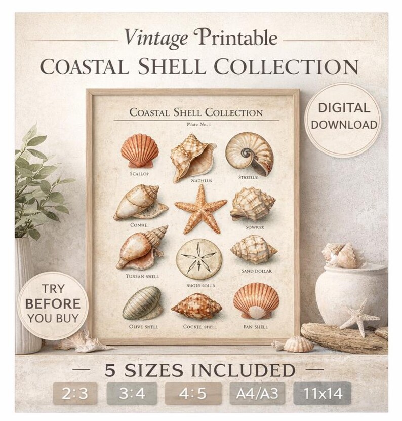 Vintage Coastal Shell Collection Print, Scientific Illustration Beach ...