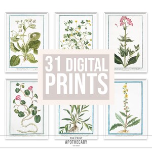BUNDLE 31 Botanical, herbal, medicinal prints, restored vintage, DIGITAL prints by Giorgio Bonelli