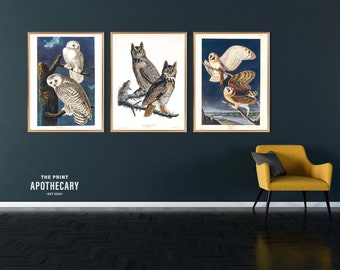 Set of 5, gorgeous restored owl prints by Audubon.