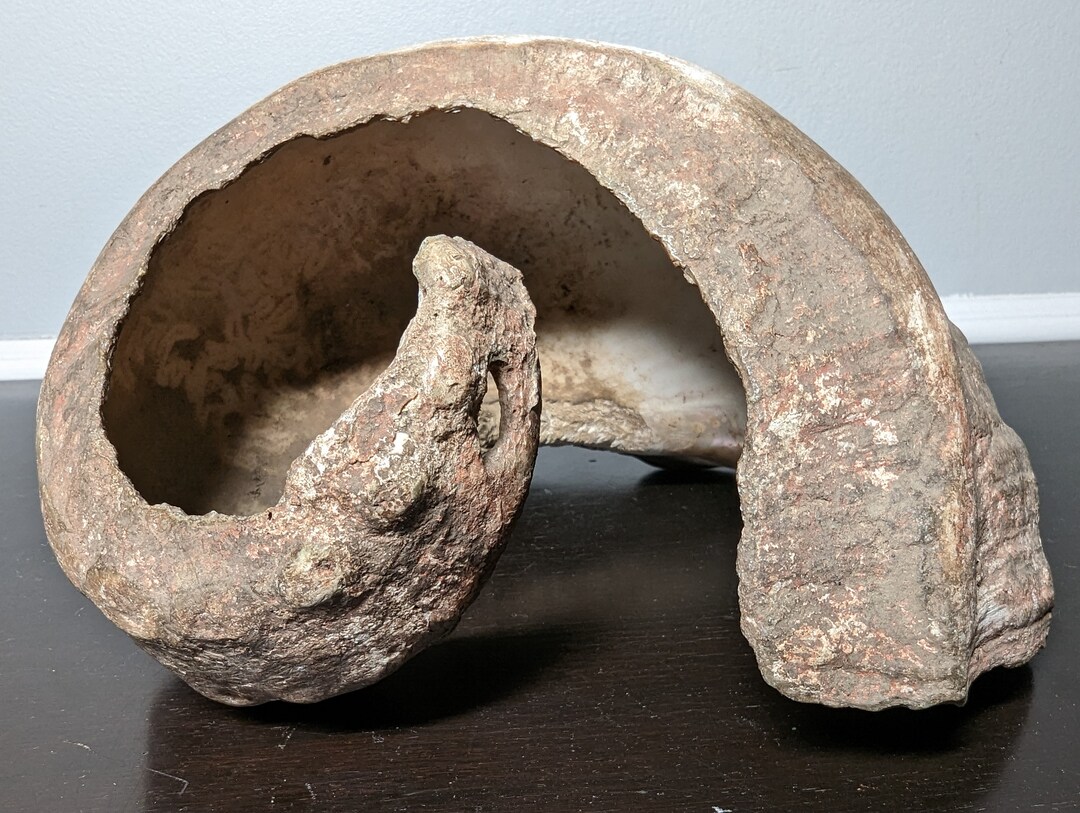 Pre Historic Shell Prehistoric Sea Snail Shell From Miocene Epoch - Etsy