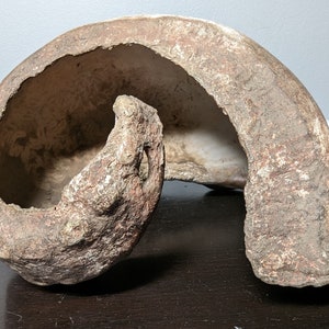 Prehistoric Sea Snail Shell from Miocene Epoch