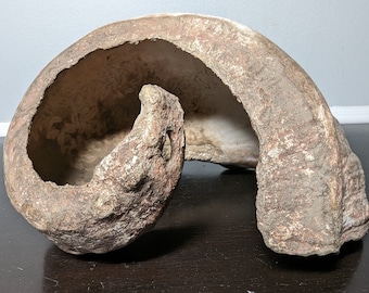 Prehistoric Sea Snail Shell from Miocene Epoch