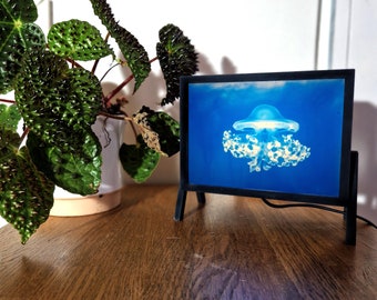 Light box with unique photo print on glass - Jellyfish Cotylorhiza tuberculata - Cyanotype on glass
