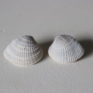 Florida Shell Studs