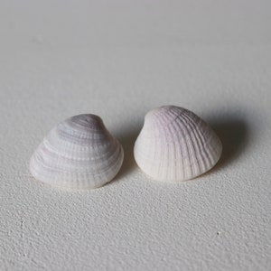 Florida Shell Studs