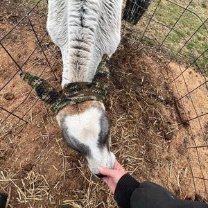 May include: A white and brown calf with a camouflage crocheted headband is being petted by a hand. The calf is in a fenced area with straw and dirt on the ground.
