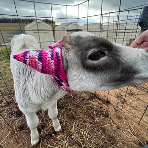 May include: A young calf wearing a colorful, handmade crochet ear warmer. The ear warmer features a pattern of pink, white, and purple stripes. The calf is in a fenced enclosure with a cloudy sky in the background.